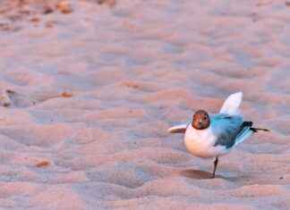 Unpacking the Features of New Balance Turf Cleats Unpacking the Features of New Balance Turf Cleats