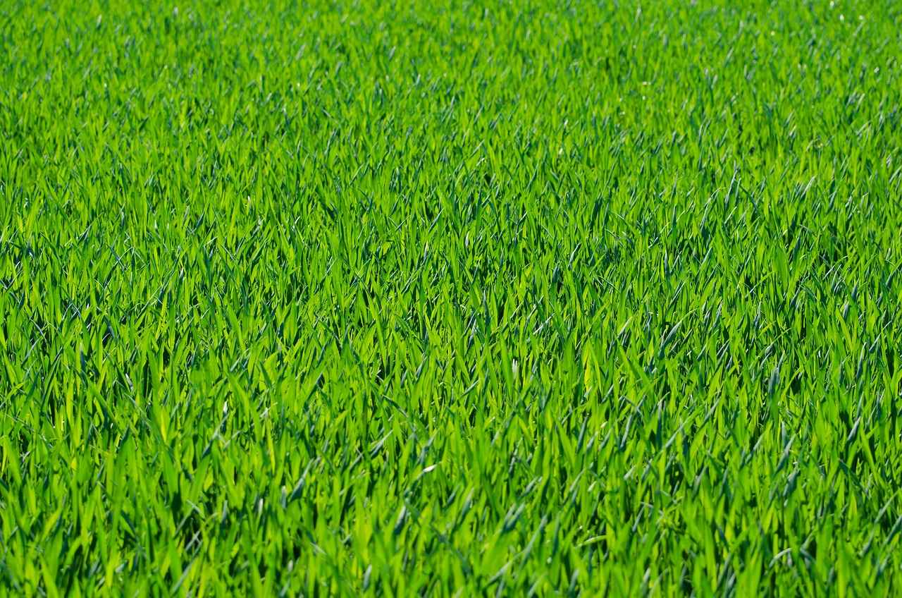Unpacking the Features of New Balance Turf Cleats 1 What Are Turf Cleats?