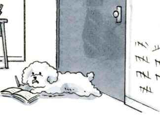 Unraveling the Mystery of Dog Years: Emotional Urgency unraveling-the-mystery-of-dog-years-emotional-urgency