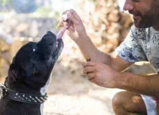 Using CBD to Manage Your Pet’s Pain Using CBD to Manage Your Pet’s Pain