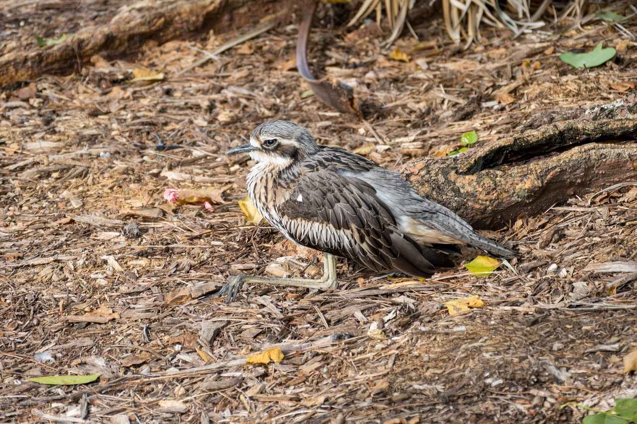 Using CBD to Manage Your Pet’s Pain 3 Choosing the Right CBD Product for Your Pet