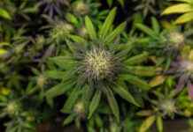 Using CBD to Prevent Seasonal Illnesses Using CBD to Prevent Seasonal Illnesses