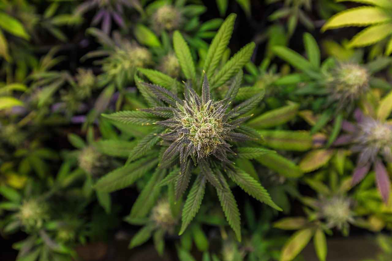 Using CBD to Treat Nicotine Addiction 1 Understanding Nicotine Addiction