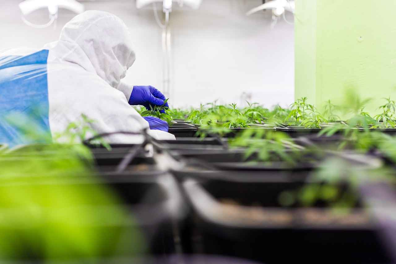 Using CBD to Treat Nicotine Addiction 5 Combining CBD with Other Cessation Methods