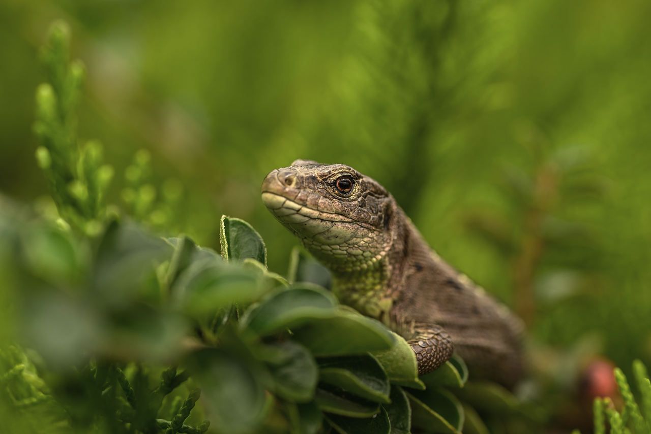 Verizon Smart Watches: Best Models and Plans for Connectivity 3 Verizon Smart Watch Plans: What to Choose?