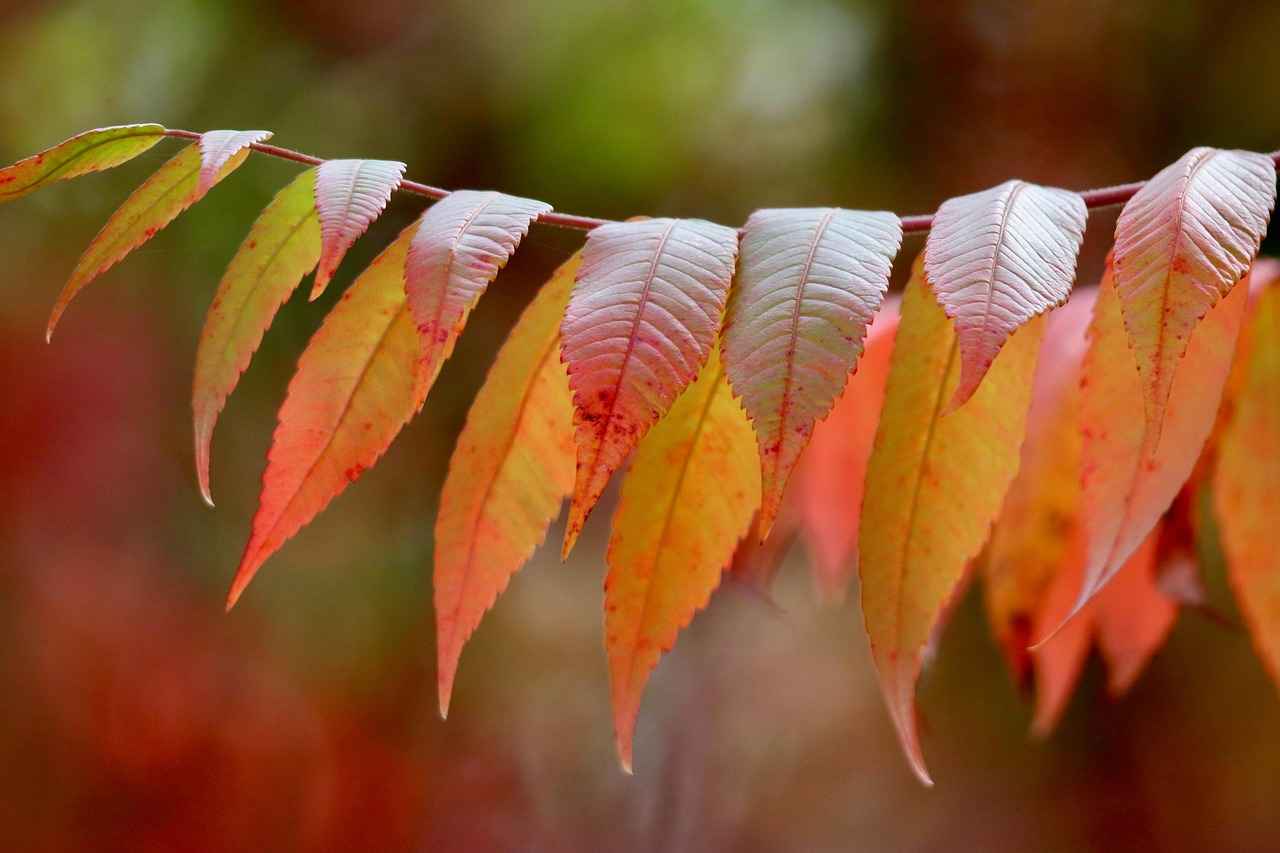 Vinegar & Jewelry: Is It Safe for Cleaning? 5 How to Use Vinegar to Clean Jewelry?