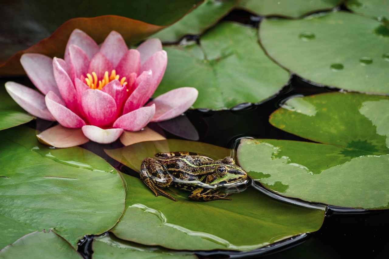 Potential Risks of Water Fasting