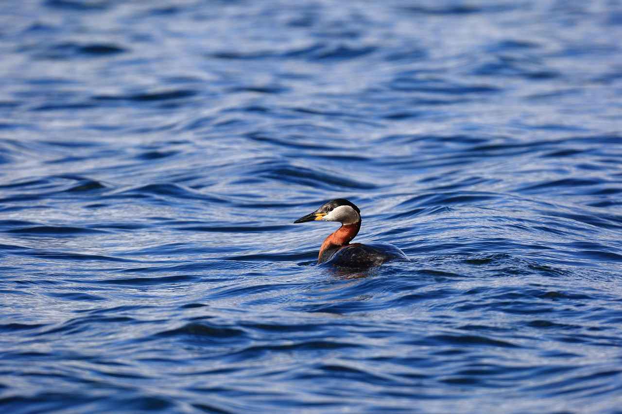 Health Benefits of Water Fasting