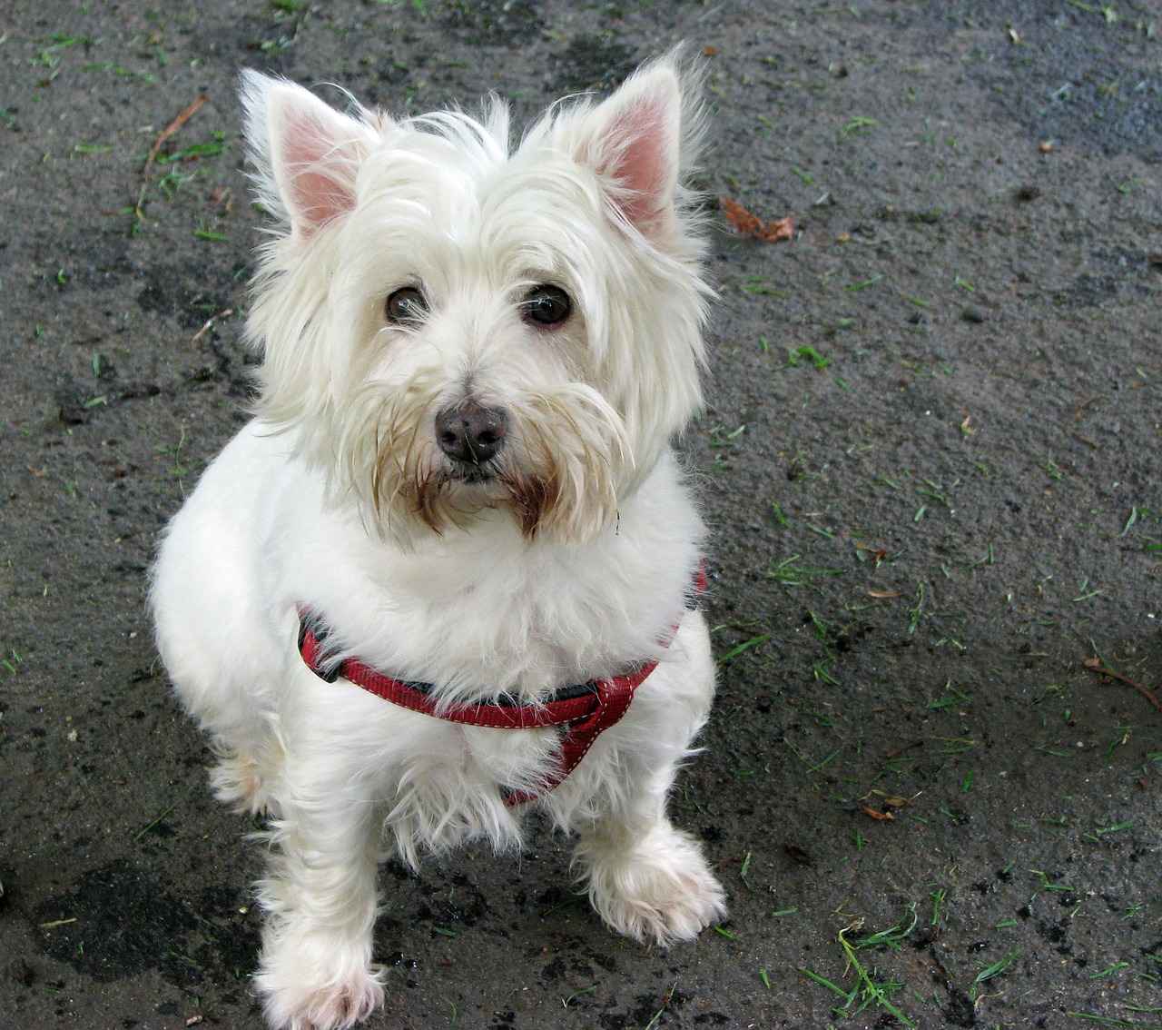 Westies Haircut Styles: The Best Grooming Tips for a West Highland Terrier 2 How to Choose the Right Haircut for Your Westie?