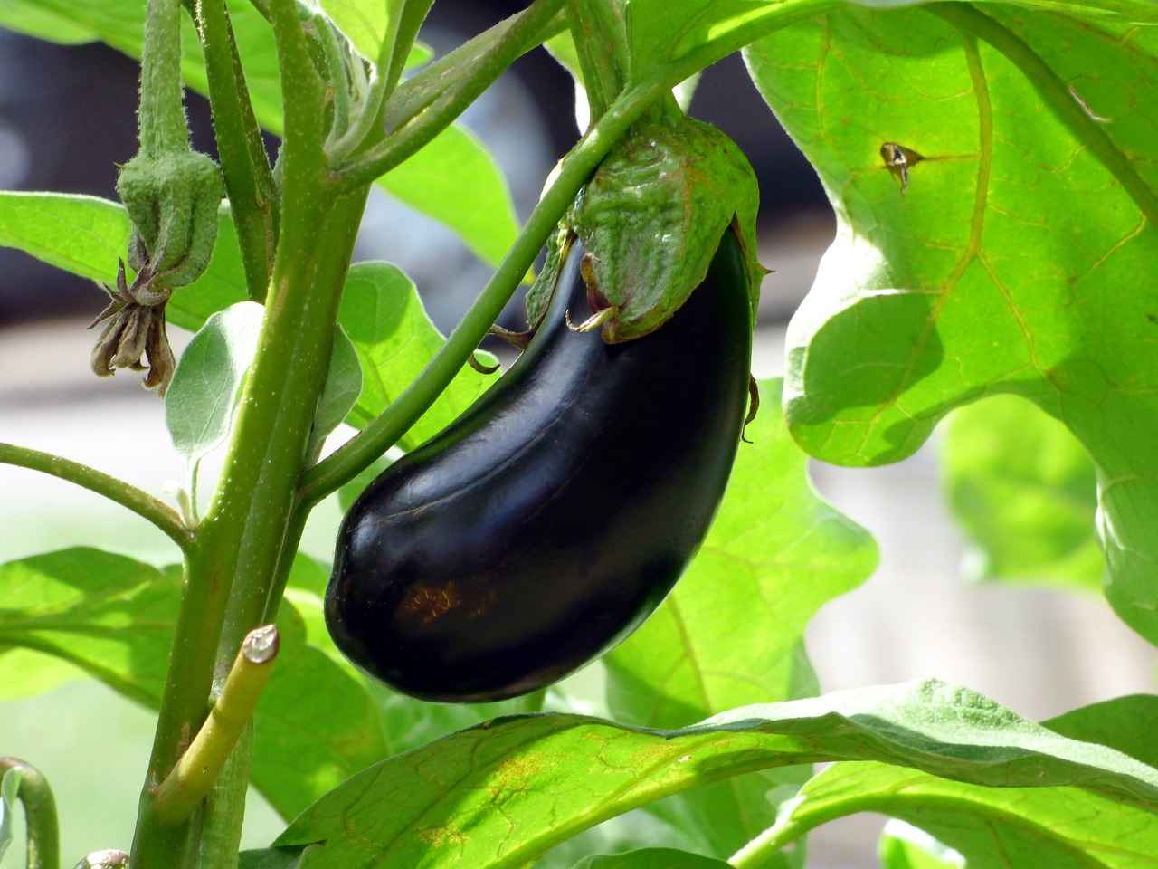 What Are the Benefits of Using a Vegetable Chopper? 4 4. Enhancing Safety in the Kitchen