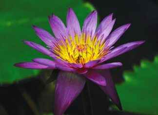 What Is a Water Fast? Everything You Need to Know What Is a Water Fast? Everything You Need to Know