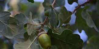 What Is the White Oak Impact Fund and Should You Invest? What Is the White Oak Impact Fund and Should You Invest?