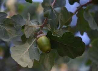 What Is the White Oak Impact Fund and Should You Invest? What Is the White Oak Impact Fund and Should You Invest?