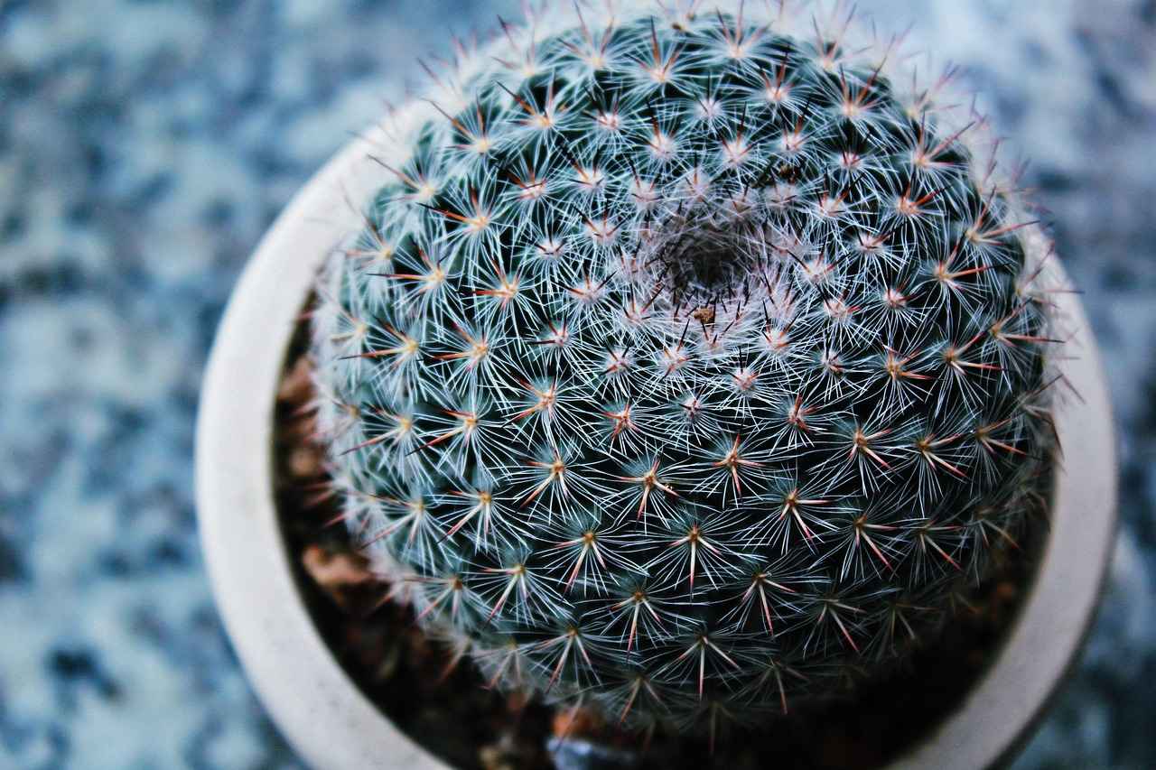 What Is Wifelivers and Why It's Trending Again in Forums 1 What Is Wifelivers?