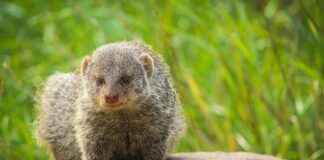 What Is Zooville and Why It’s Under Global Scrutiny What Is Zooville and Why It's Under Global Scrutiny