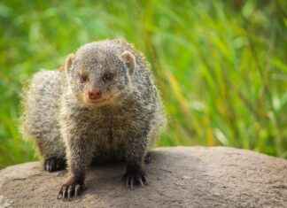 What Is Zooville and Why It’s Under Global Scrutiny What Is Zooville and Why It's Under Global Scrutiny