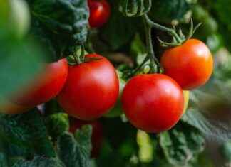 What Makes a Great Vegetable Chopper? A Quick Buying Guide What Makes a Great Vegetable Chopper? A Quick Buying Guide