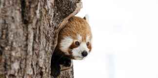 What Tea Do Chinese Restaurants Use? We Found the Answer What Tea Do Chinese Restaurants Use? We Found the Answer