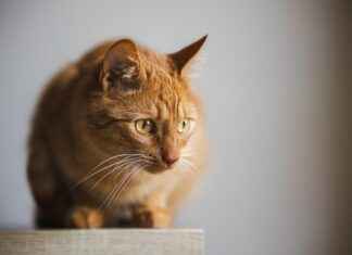 What You Need to Know About the Best Home Loan Options in 2025 What You Need to Know About the Best Home Loan Options in 2025