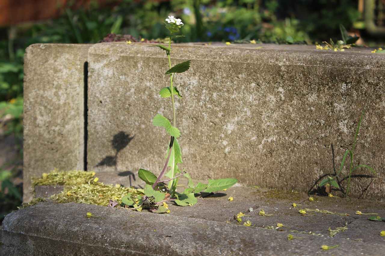 What’s the Best Nicotine Strength for Beginners? 4 What are Common Nicotine Strength Levels?