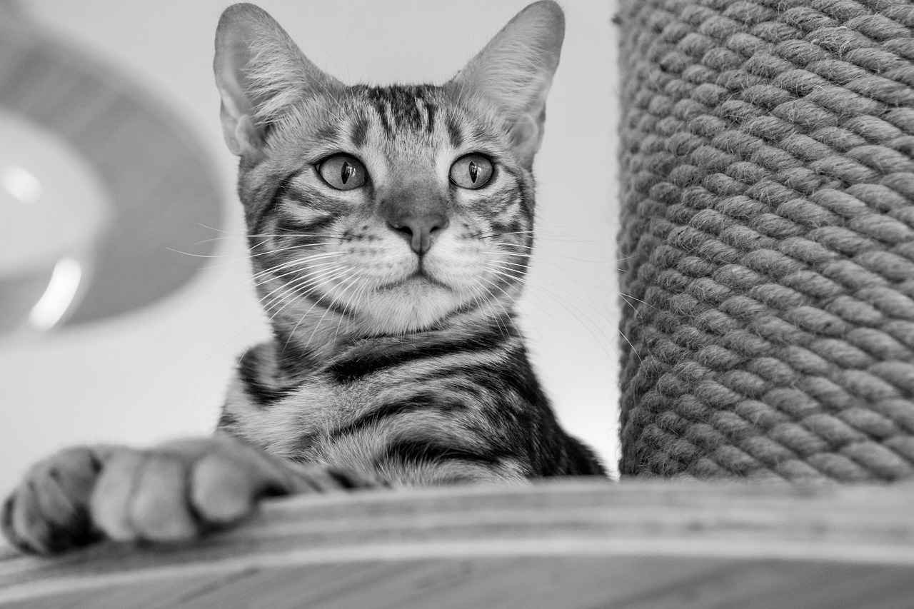 White Male Haircut Styles: Trendy and Classic Cuts for Every Hair Type 2 How to Choose the Right Haircut for Your Face Shape?