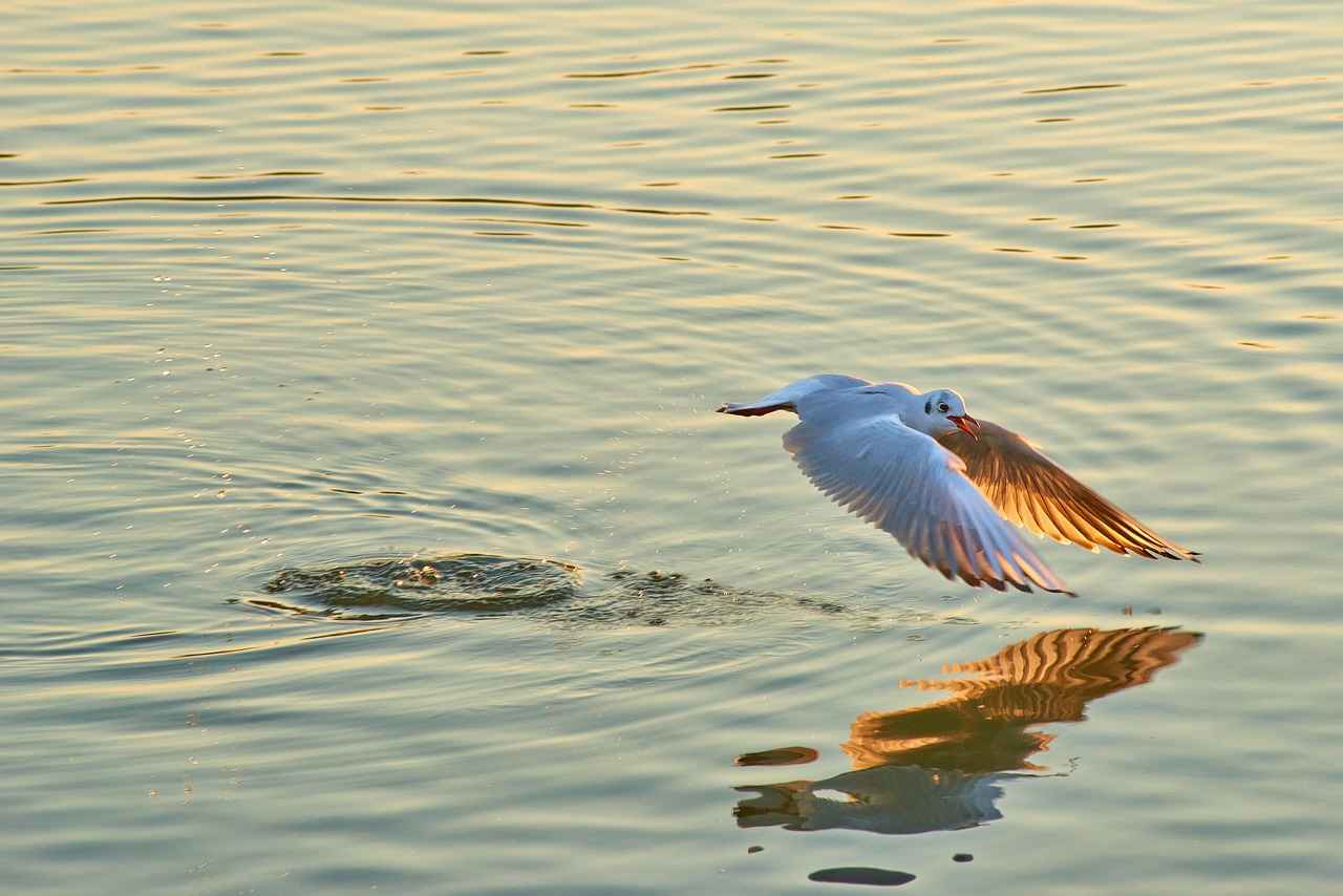 Why Does Cold Water Boil Faster? Fact or Fiction? 2 The Role of Temperature in Boiling