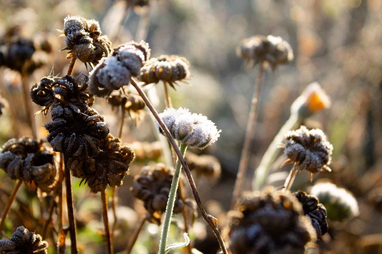 Why Does Warm Water Freeze Faster? 5 Conclusion: The Ongoing Mystery of Water Freezing