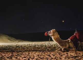 Why Dubai is Becoming a Hub for Hair Transplant Clinics Why Dubai is Becoming a Hub for Hair Transplant Clinics