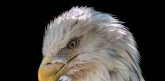 Why Eagle Rare 10 Year Bourbon Is Making Headlines Why Eagle Rare 10 Year Bourbon Is Making Headlines