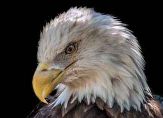 Why Eagle Rare 10 Year Bourbon Is Making Headlines Why Eagle Rare 10 Year Bourbon Is Making Headlines