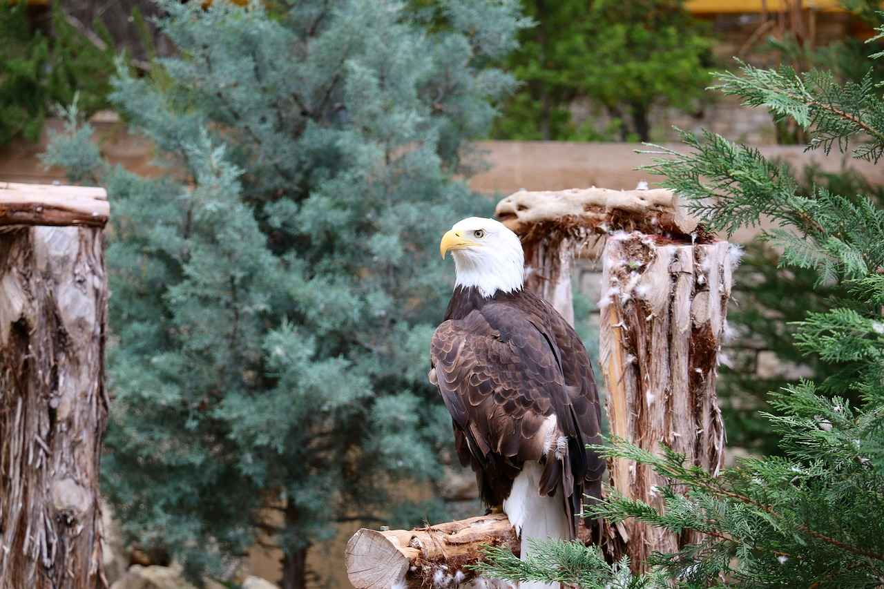 Why Eagle Rare 10 Year Bourbon Is Making Headlines 11 The Impact of Awards on Eagle Rare’s Popularity