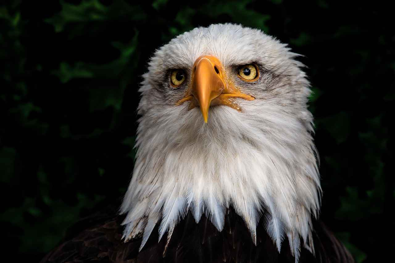 Why Eagle Rare 10 Year Bourbon Is Making Headlines 15 Myths and Misconceptions About Eagle Rare