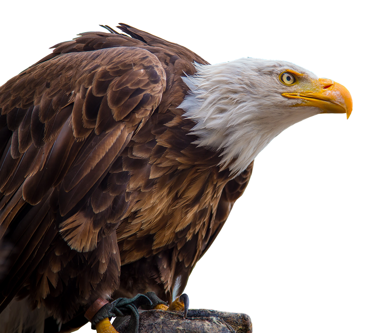Why Eagle Rare 10 Year Bourbon Is Making Headlines 8 Comparing Eagle Rare to Other Bourbons