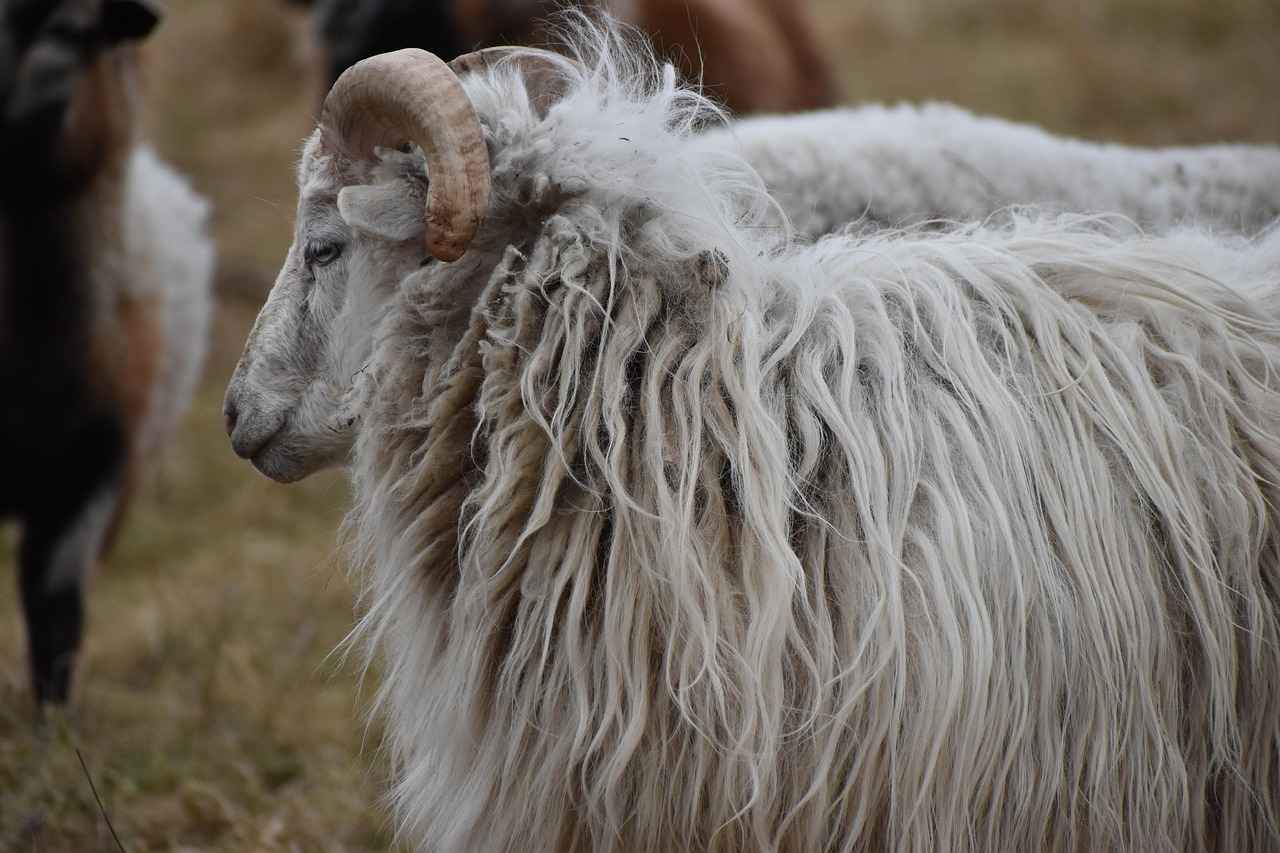 Why the Ram Mount Phone Holder is the Ultimate Choice for Adventurers 3 7. Installation and Setup Process