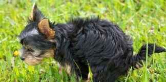 Why Thesmallbusinesstimes Is Gaining Traction With Entrepreneurs Why Thesmallbusinesstimes Is Gaining Traction With Entrepreneurs