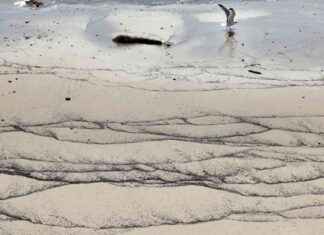 Wildfire Sediment on L.A Beaches Poses No Health Risk wildfire-sediment-on-la-beaches-poses-no-health-risk