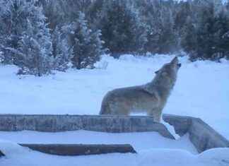 Wolves Hunting in Rural California: A Stunning and Deadly Sight wolves-hunting-in-rural-california-a-stunning-and-deadly-sight