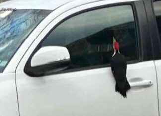 Woodpecker Infestation Causes Chaos in Massachusetts Town woodpecker-nfestation-causes-chaos-in-massachusetts-town