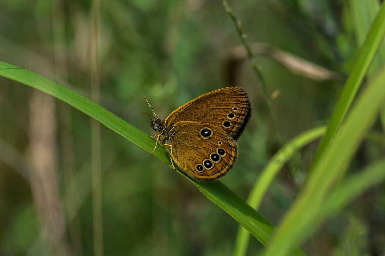 Wrecker Service Near Me: How to Find the Best in Your Area 1 Understanding Wrecker Services