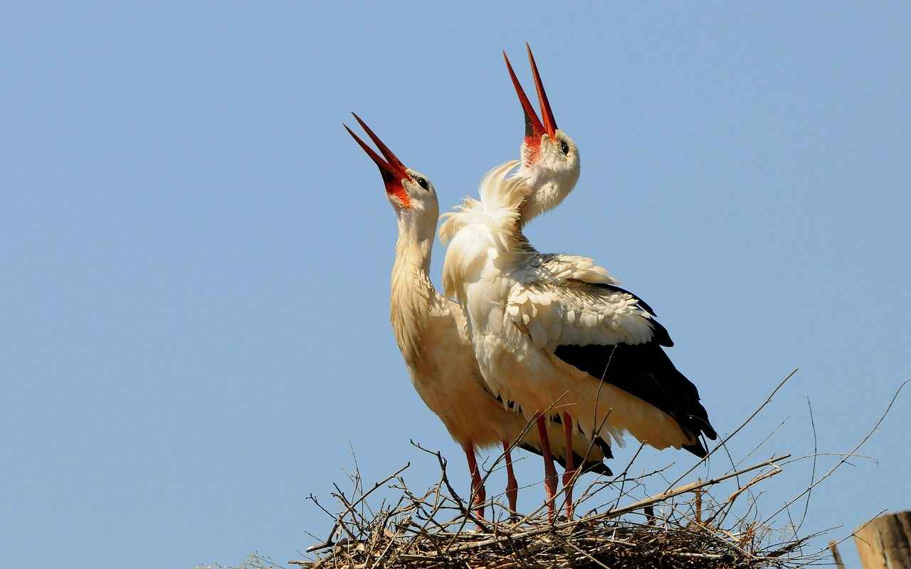 Success Stories from Published Authors