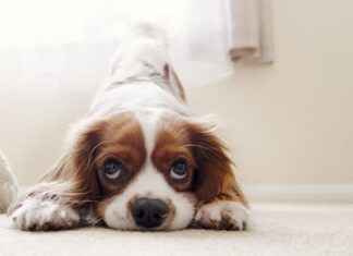 X Large Dog Bed: Ultimate Comfort for Large Breeds X Large Dog Bed: Ultimate Comfort for Large Breeds