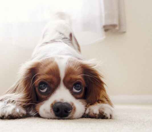 X Large Dog Bed: Ultimate Comfort for Large Breeds X Large Dog Bed: Ultimate Comfort for Large Breeds