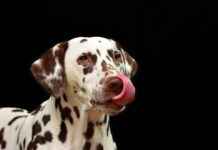 XL Dog Bed: Extra Space for Large Dogs XL Dog Bed: Extra Space for Large Dogs