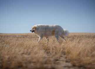 Xlarge Dog Bed: A Perfect Fit for Big Dogs Xlarge Dog Bed: A Perfect Fit for Big Dogs