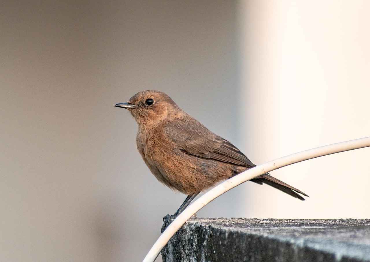 Xmegle Exposed: What’s Really Happening on the Platform 7 Comparing Xmegle to Other Video Chat Platforms