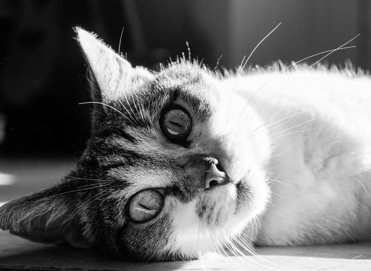 Xmegle Site Breakdown: Risks, Reviews, and Alternatives 8 How Does Xmegle Compare to Similar Platforms?