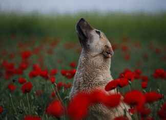 Yeti Dog Bed: Premium Comfort for Your Dog Yeti Dog Bed: Premium Comfort for Your Dog