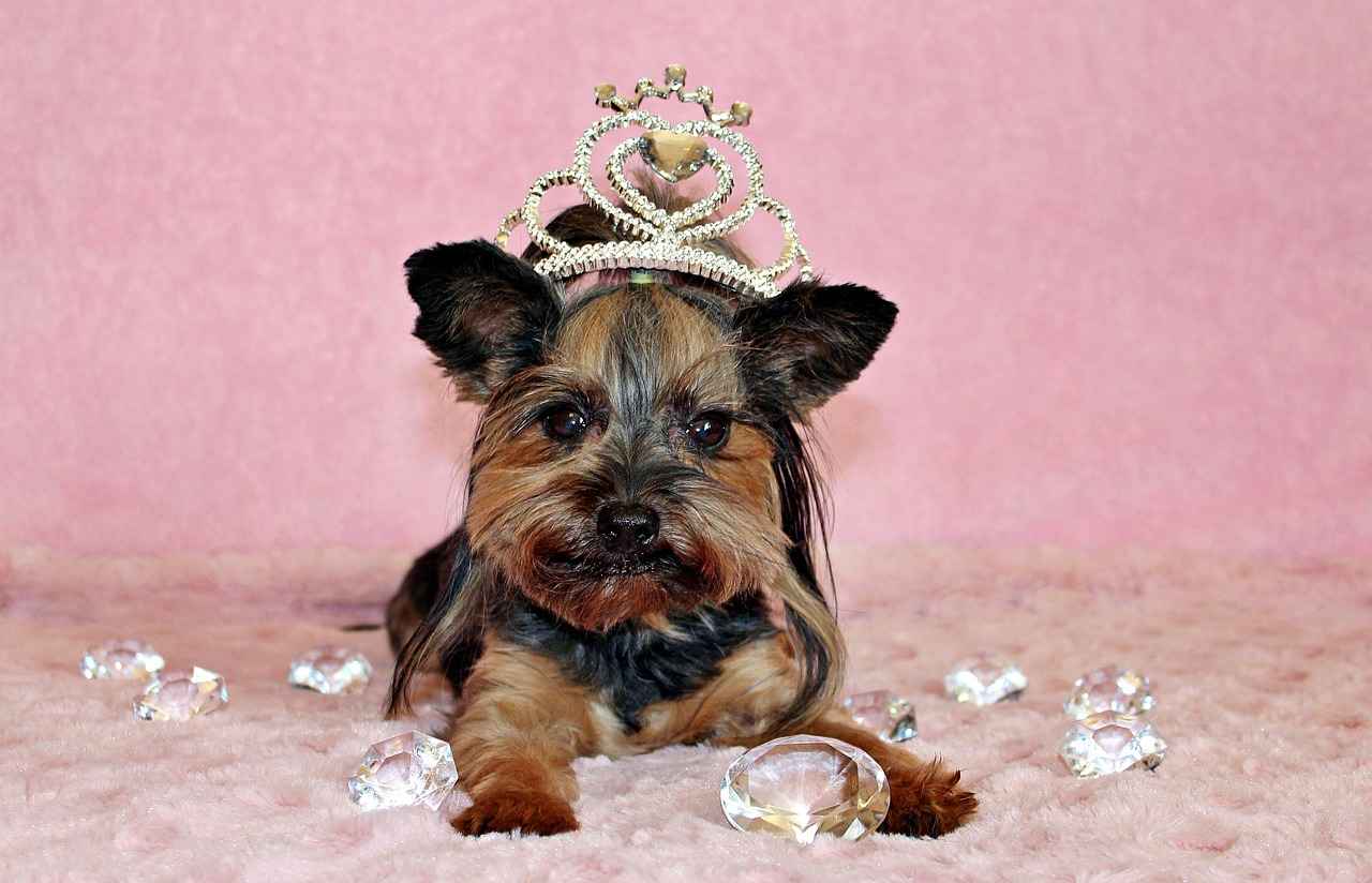 Yorkie Haircut Styles: Adorable Grooming Ideas for Your Yorkshire Terrier 1 What Are the Most Popular Yorkie Haircut Styles?