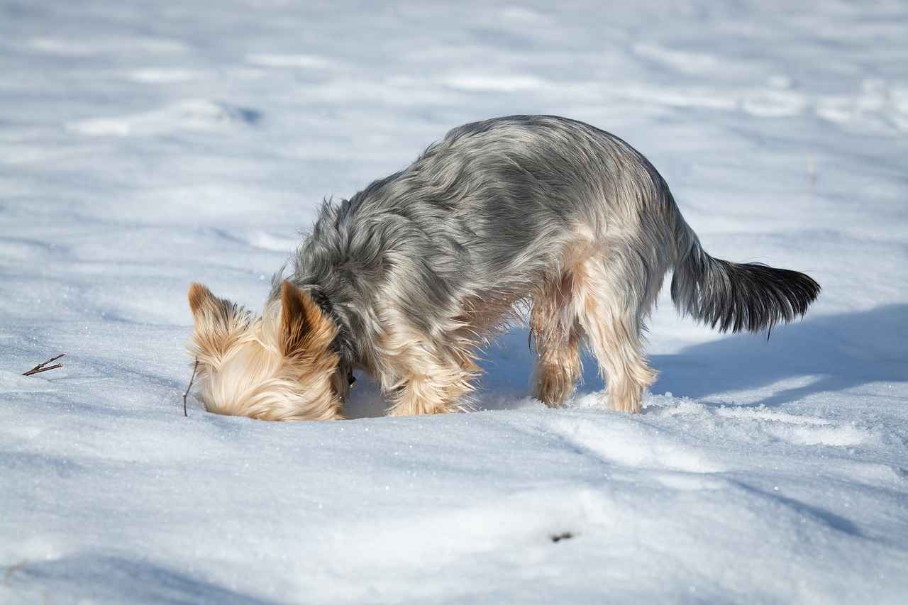 Yorkie Haircut Styles: Adorable Grooming Ideas for Your Yorkshire Terrier 4 Are There Specific Grooming Tools for Yorkies?