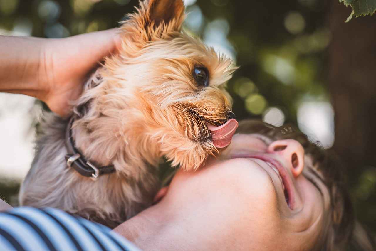 Yorkie Haircut Styles: Adorable Grooming Ideas for Your Yorkshire Terrier 5 How to Maintain Your Yorkie’s Haircut at Home?